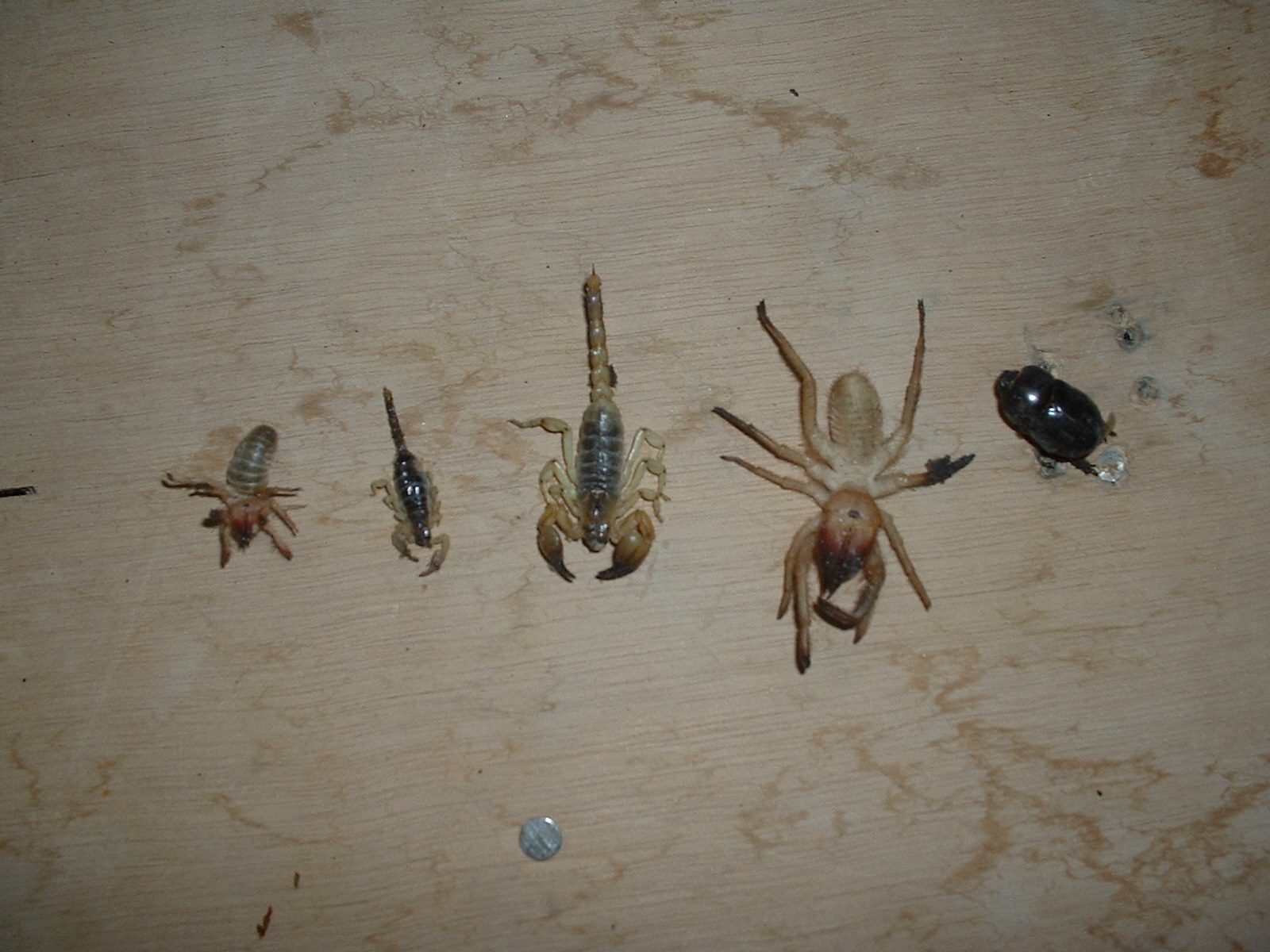 bugs.jpg