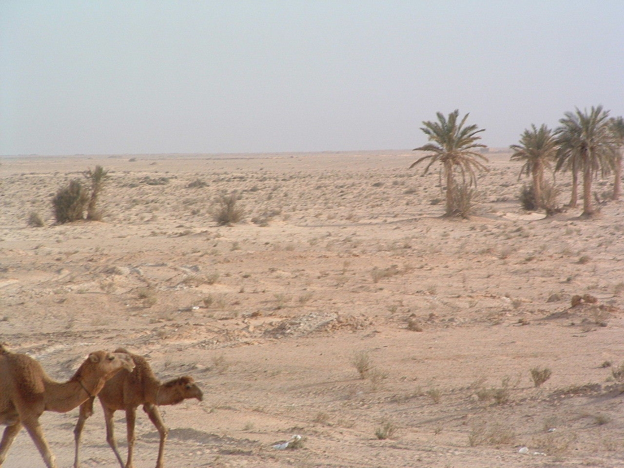 camels.jpg